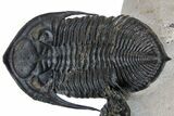 Zlichovaspis & Crotalocephalina Trilobites - Stunning Preparation #126305-2